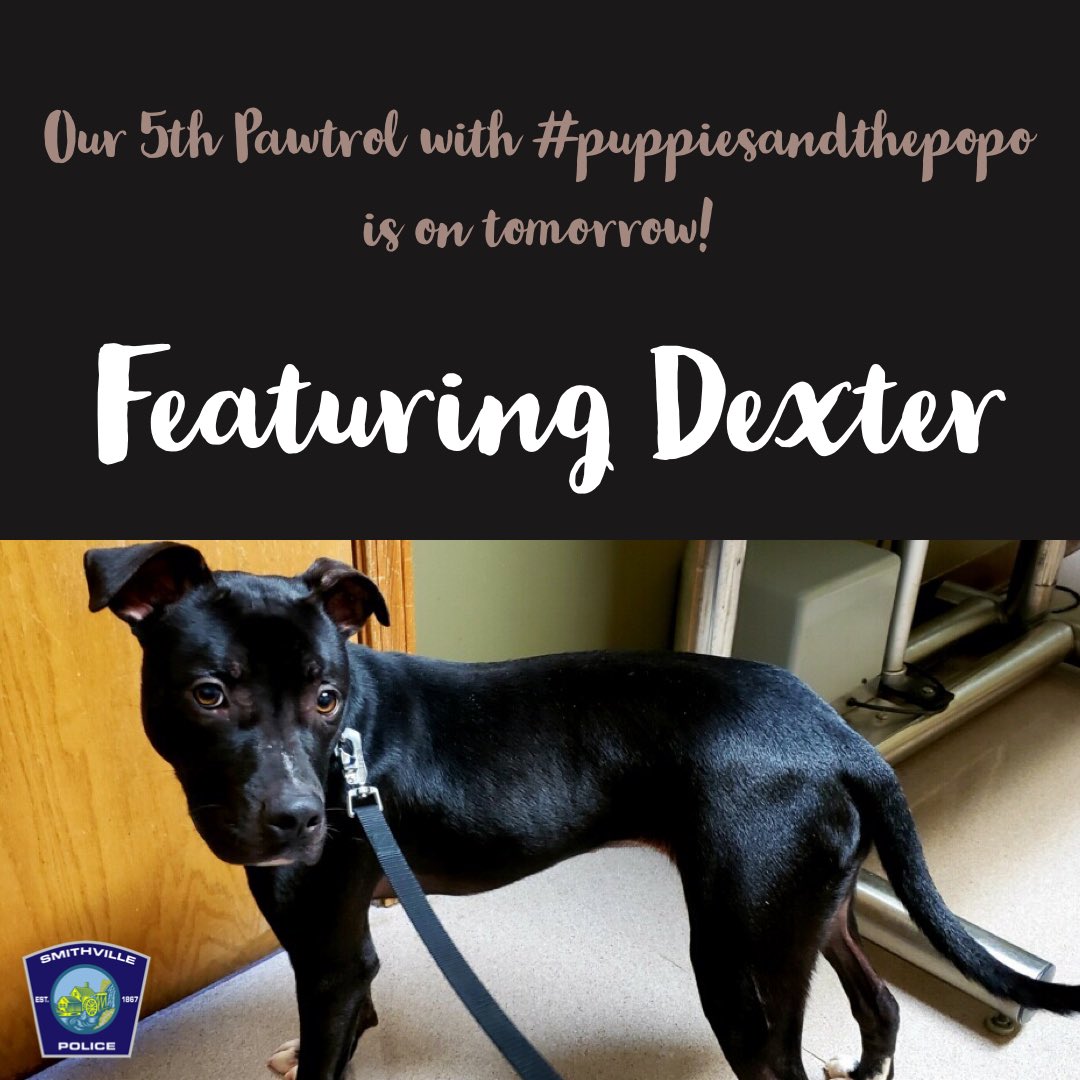 SmithvilleMOPD's tweet photo. #puppiesandthepopo Pawtrol 🐾 for tomorrow- Dexter is a year old pit mix, tons of energy, great with people, best as only pet. Be sure to tune in! #adoptdontshop #meganspawsandclaws https://t.co/KPCgUGAuoP