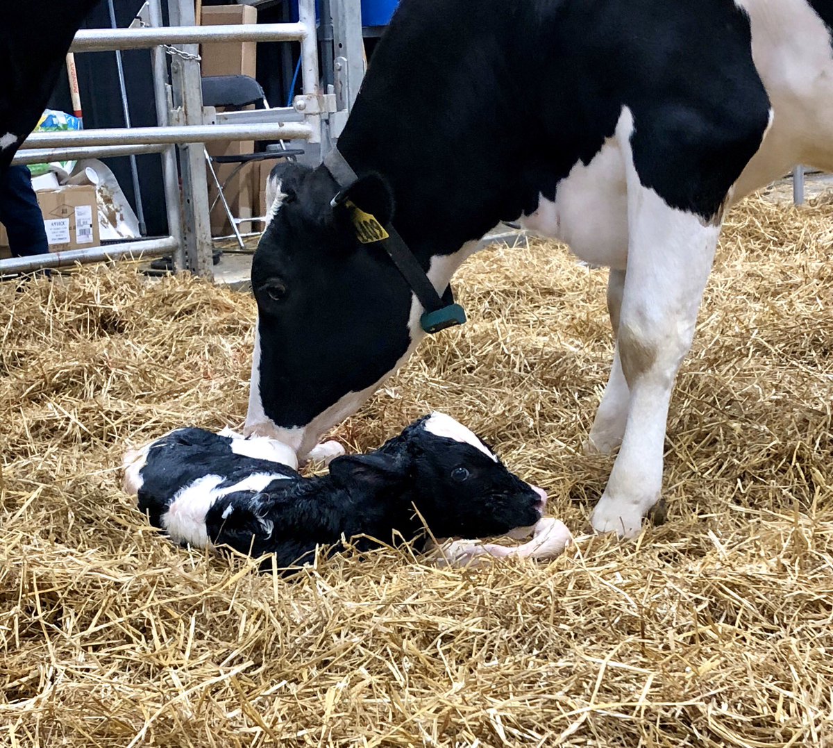 The Calving Corner tweet media