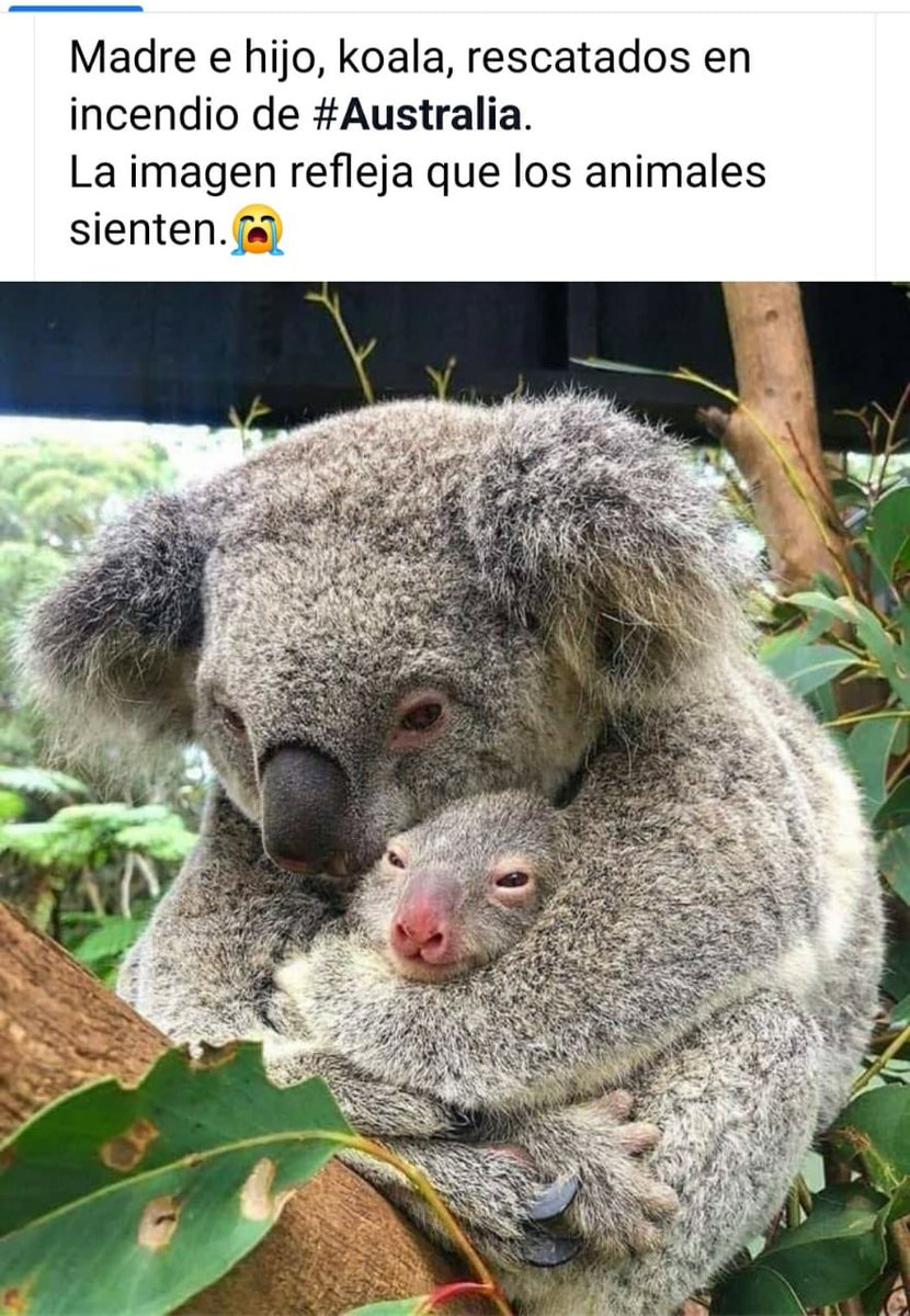 MarieAndriolo's tweet photo. Australia en llamas!!! Por favor salvemos el planeta!!!
Todos debemos apoyar en estos momentos tan difíciles!!!
#NoMasIncendios!! https://t.co/O6PlBn7v7d
