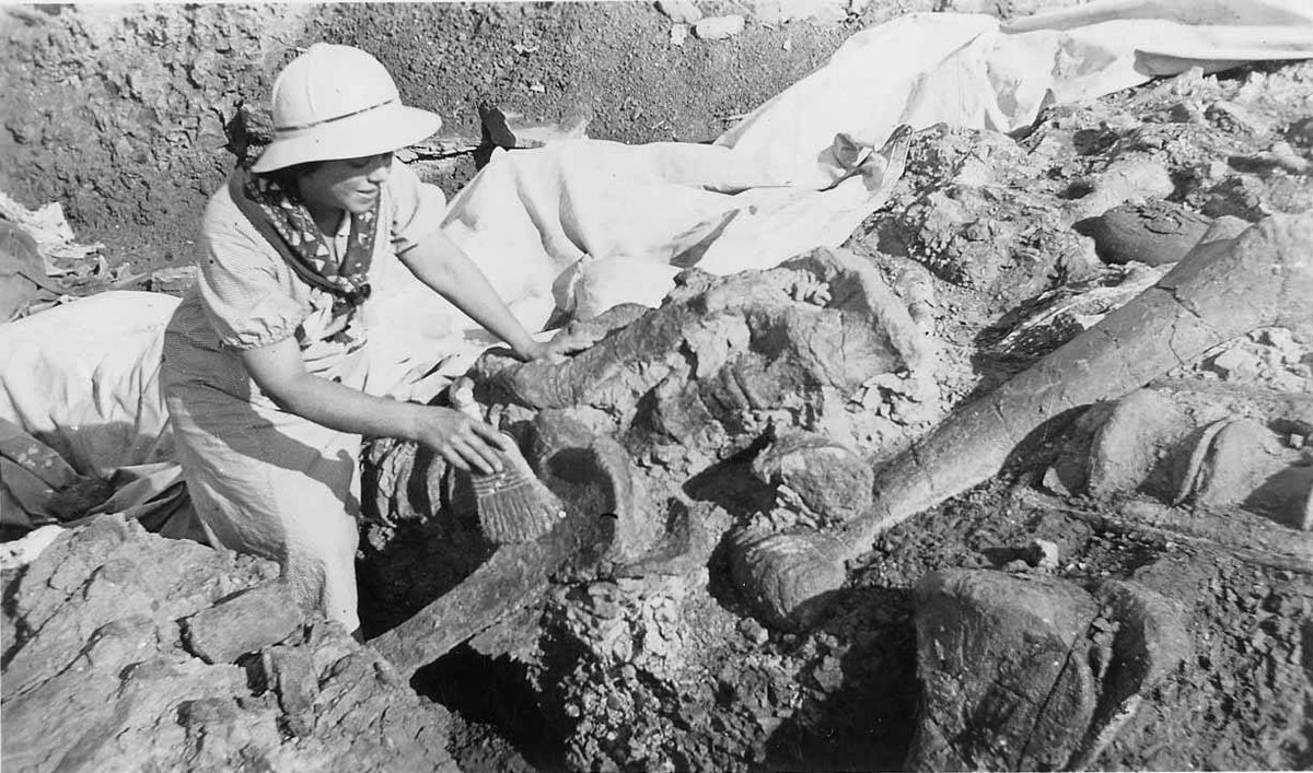 Black and white photo of a woman dusting off dinosaur bones in dirt. She is wearing clothing from the 1930s, which includes a hat and bandana. 