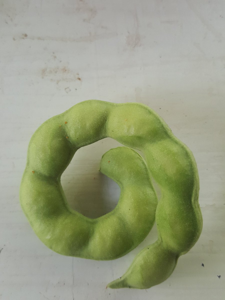 AdamouNdjam's tweet photo. Quelqu'un connait ce fruit? Son arbre a poussé dans mon jardin sans que je lui demande rien. Ardep? Je me perds en conjectures @gouwala #tchaf https://t.co/Exc7g5t5CG