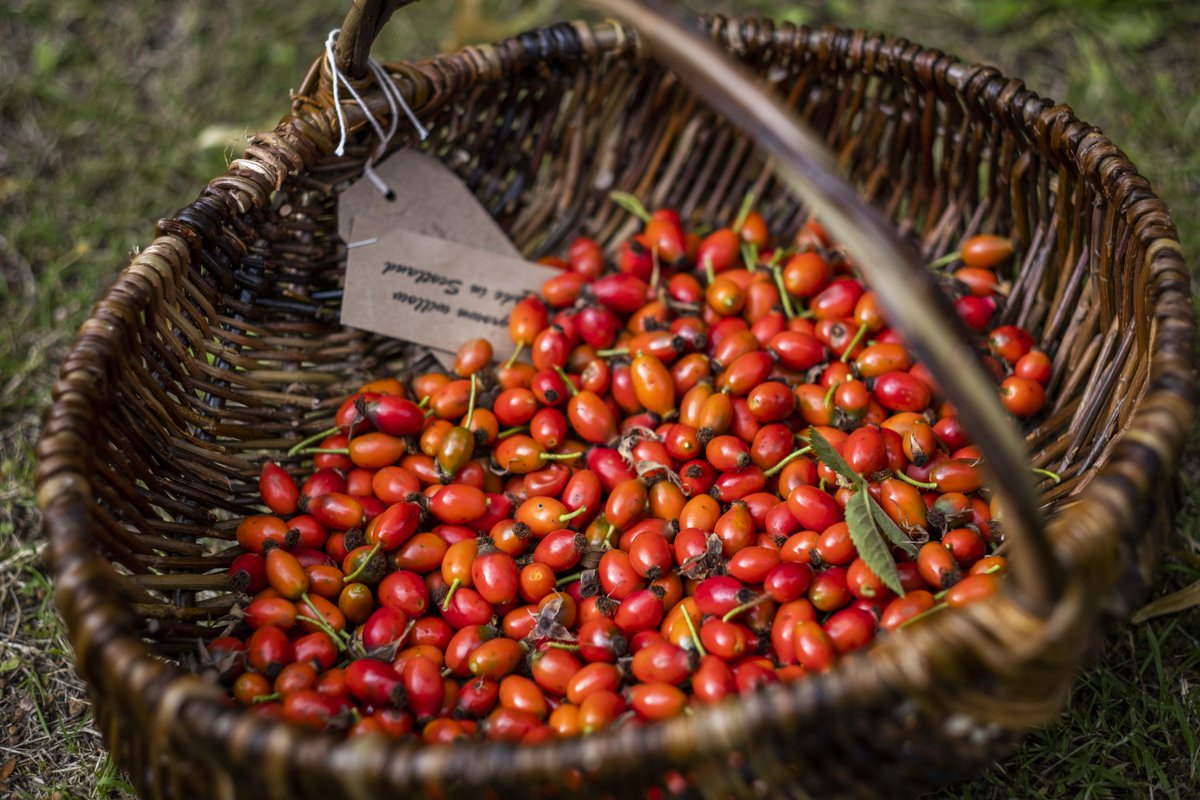 VisitScotNews's tweet photo. Another Foraging Fortnight is to take place in #Moray with organisers planning a new and expanded programme for 2020. Activity will include guided foraging outings, talks, workshops and cookery demonstrations. The full programme will be released in March. https://t.co/kdsnW1rpad https://t.co/J1udv5ZDOe