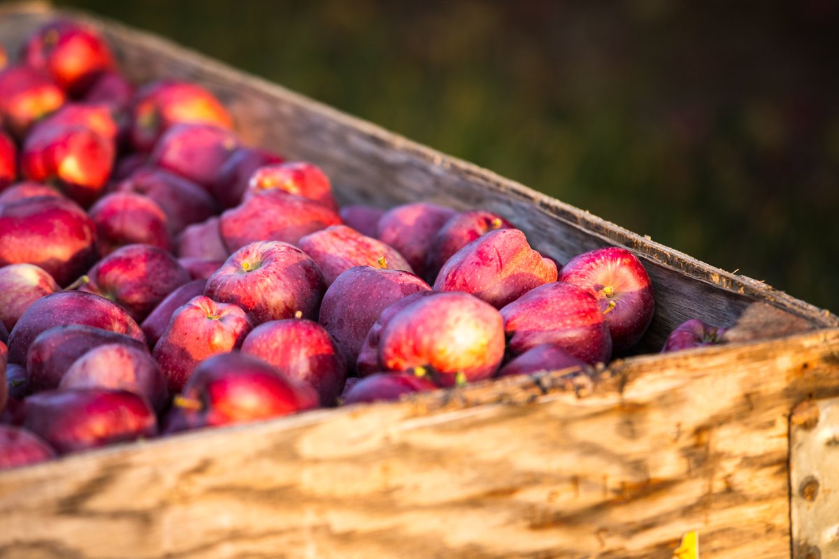 WAFamilyFarms's tweet photo. Take your pick 🍎  Learn more about #WashingtonFamilyFarms and find #recipes for your favorite #apple varieties ➡️ https://t.co/7G4d9JbDET https://t.co/EddkTlwYYw