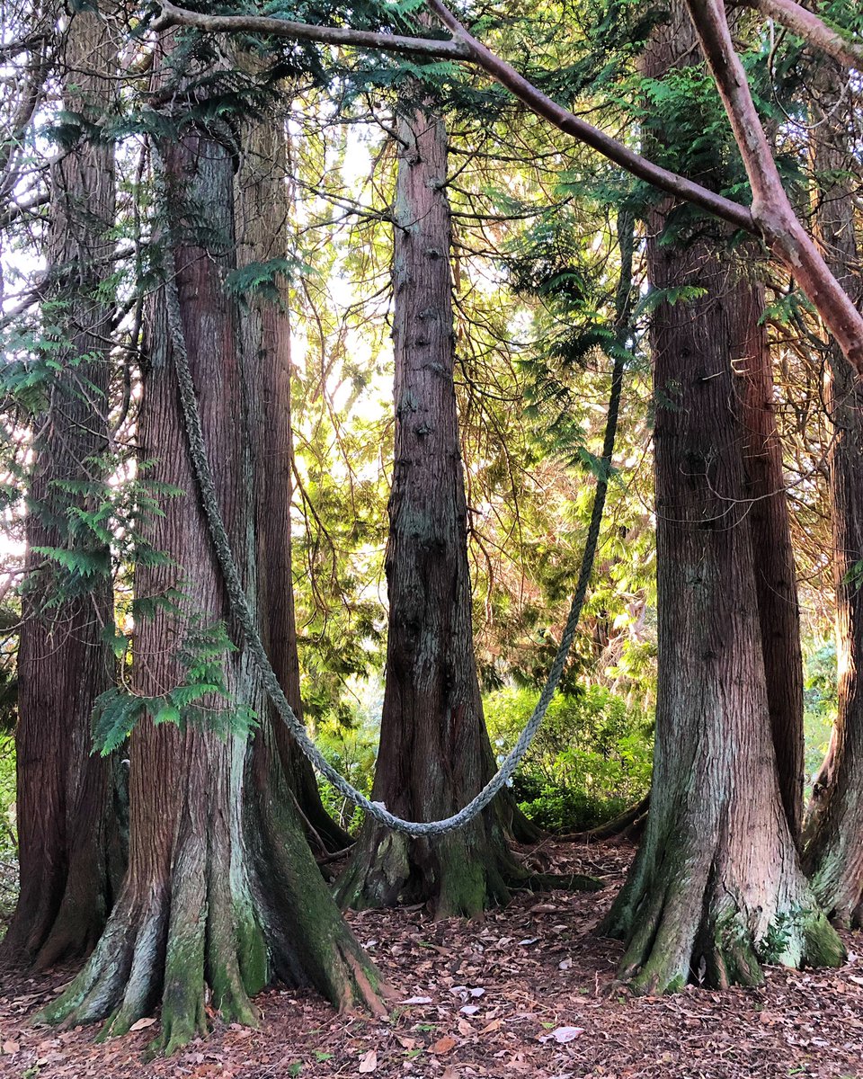 Did you know that we have an old rope swing hidden in our Castle grounds? But where is it is the question?
#castle #castlegrounds #nature #naturelover #sunshine #winter #forest #outdoors #outside #freshair #argyllandbute #hiddenscotland #hiddengem #visitscotland