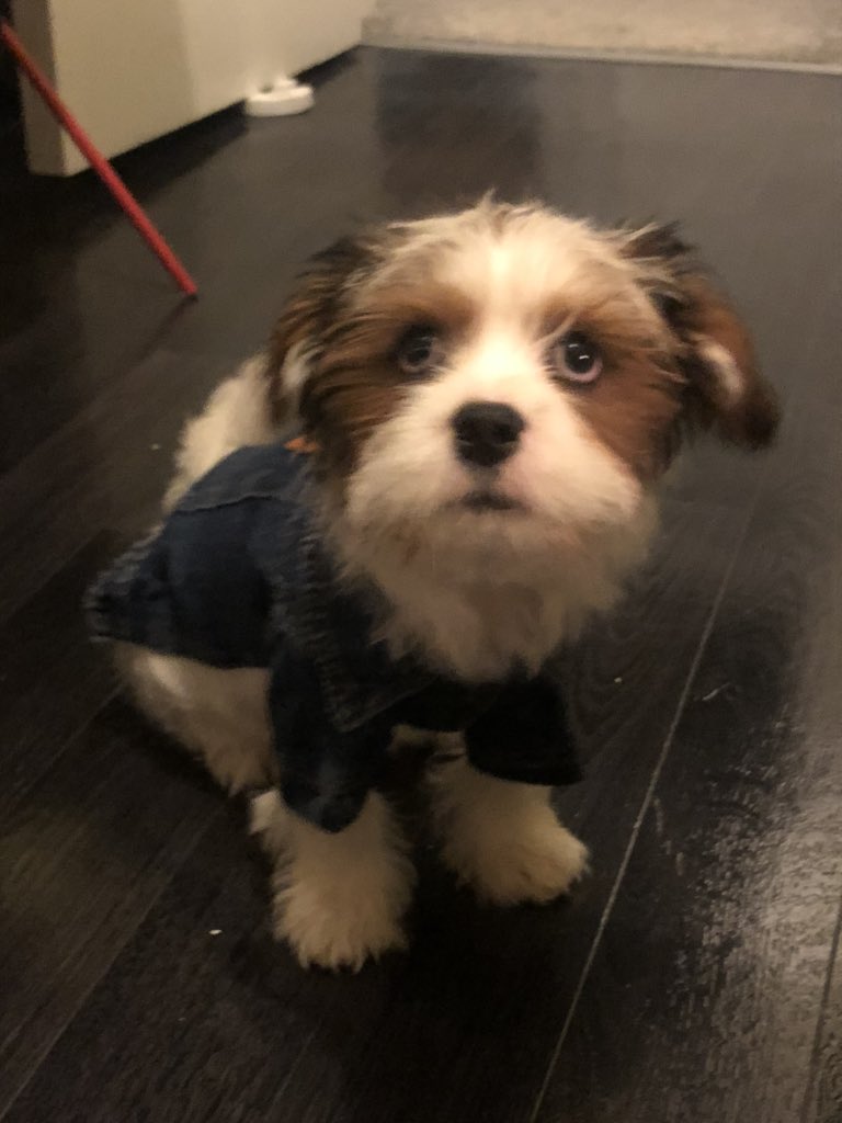 leeanne192's tweet photo. My wee guys denim jacket came today and we love it @NathanHGShore #cutie #puppy https://t.co/Lqcba6TqI5