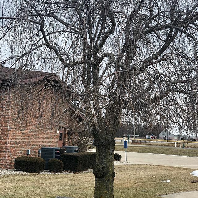 yopastorearl's tweet image. I have a hard time trusting trees. They seem kind of shady. 
#exceptthisone 
#dadjokeoftheday #dadjokes ift.tt/39PFb3x