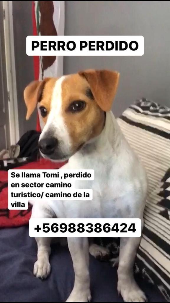 kenitabo's tweet photo. Por favor si alguien lo ve es el perrito de Caro se extravió.   Gracias 🙏🙏🙏 https://t.co/9txIQ603JS
