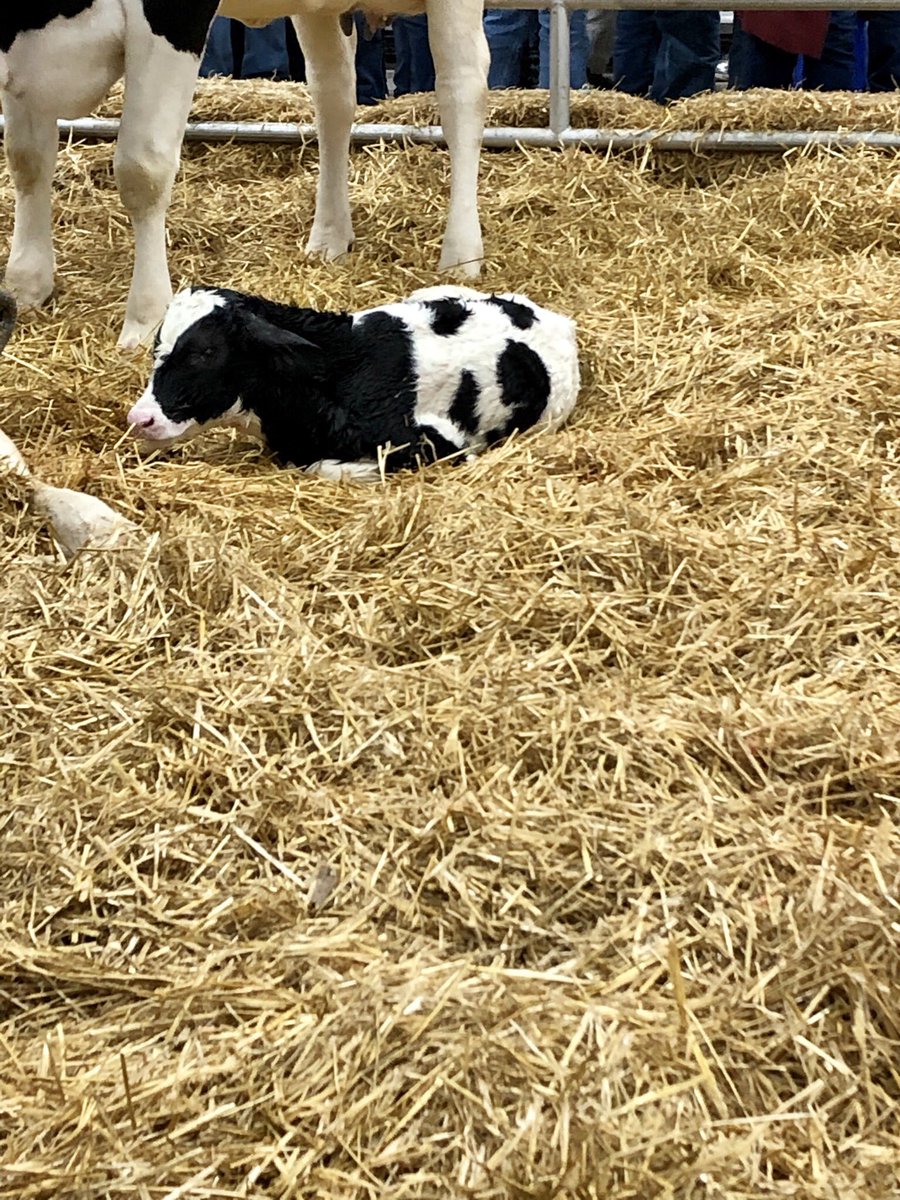 The Calving Corner tweet media