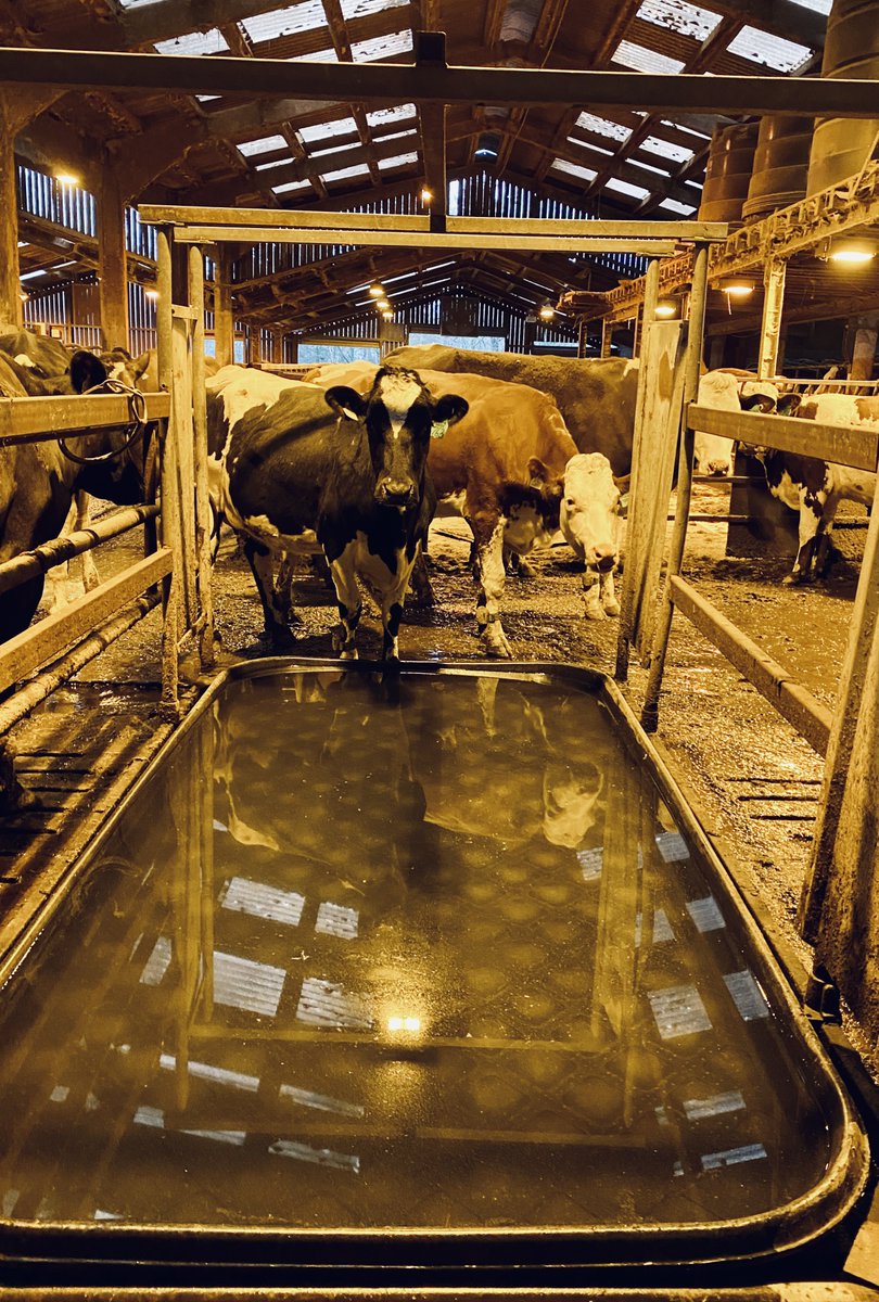 The old adage that prevention is better than cure is here applied to an old disease - foul in the foot. Our cows swish through a bi-weekly footbath to keep the lameness causing bacterial infection at bay #proverb #wisdom #healthy #cows