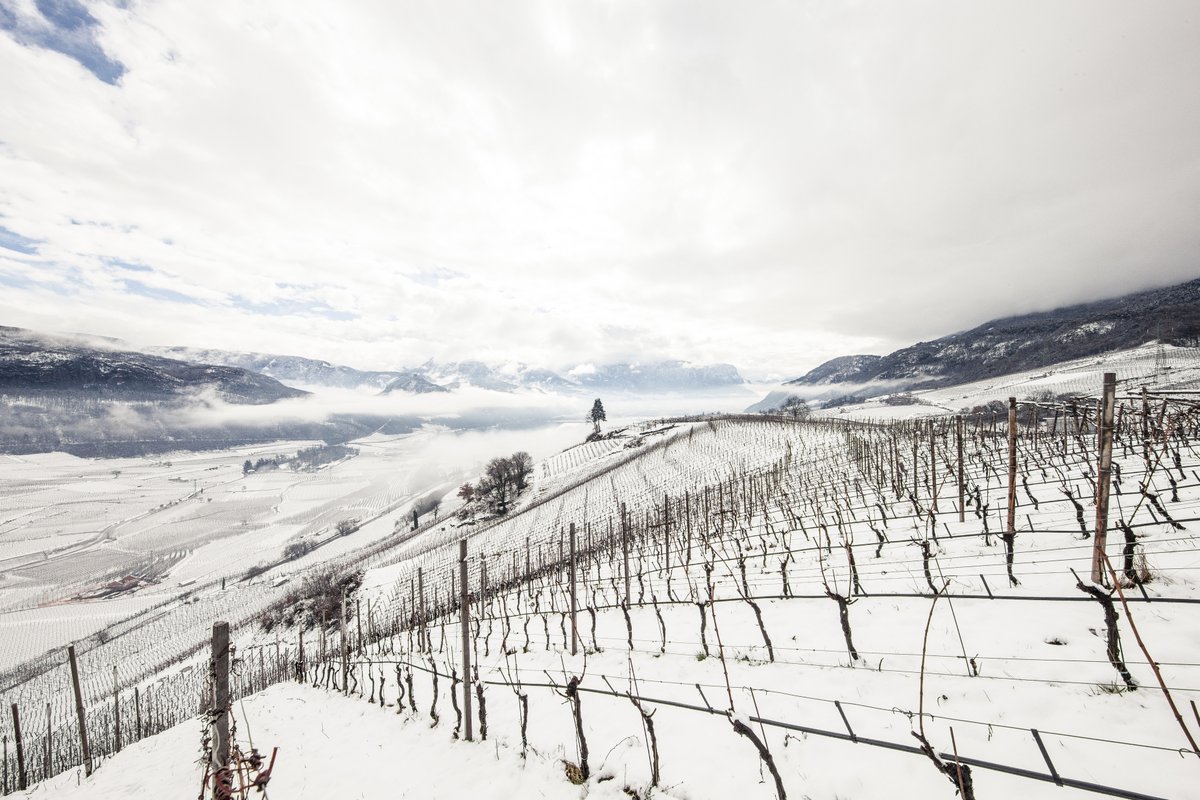 No January blues here - just enchanting views of snowy vineyards. #AltoAdigeWines
