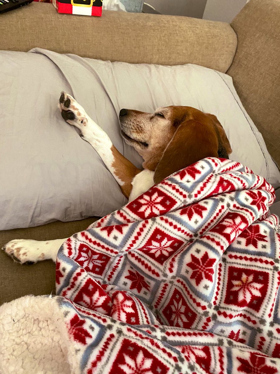 SarahRung's tweet photo. When you get up for 30 seconds and come back to find your beagle baby in your spot 😂🥰🐶

@beaglefacts @slyrung https://t.co/ikfftHgRER