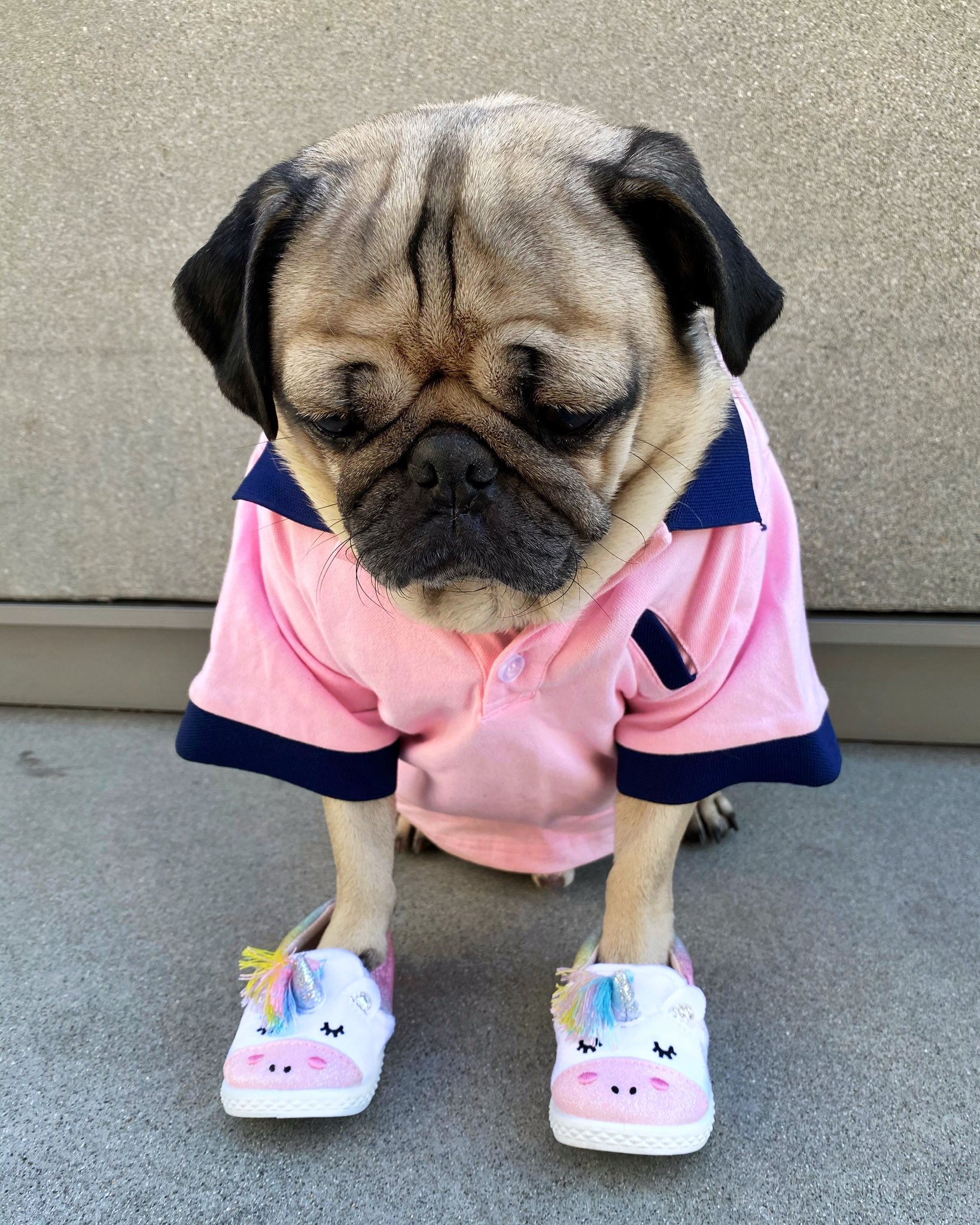 Pug with shoes hot sale