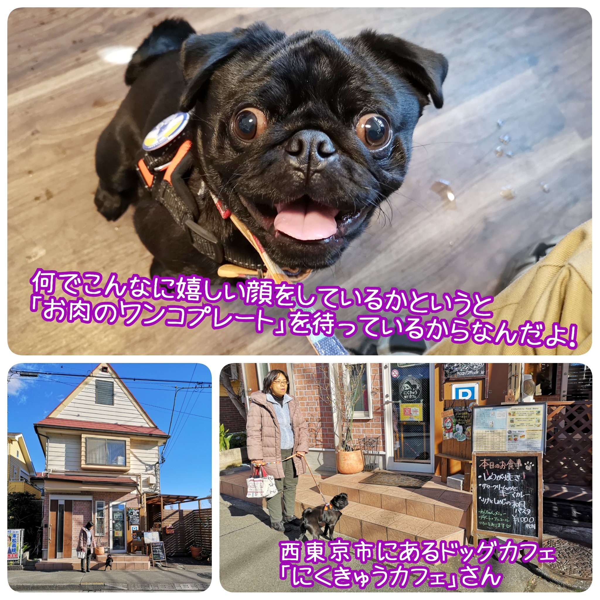 スージー広野 黒パグナイトです にくきゅうカフェ 299dogcafe さんは ボクの家から歩いていける ドッグ カフェ なんだよ お目当てはワンコプレート 鈴っぴさんは 新メニュー 三色お豆の白玉タピオカぜんざいを注文 お昼も食べて楽しかっ