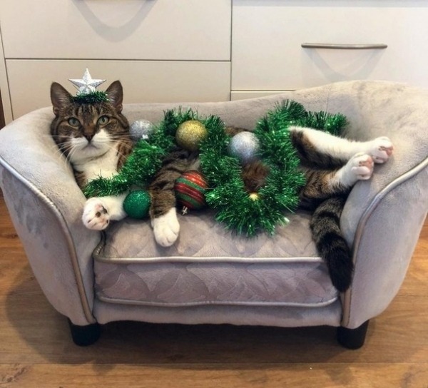 KittyOfTheDay's tweet photo. Festive 😹
#cats #catlovers #CatsOnTwitter #whiskerswednesday https://t.co/YJMekWJ7ih