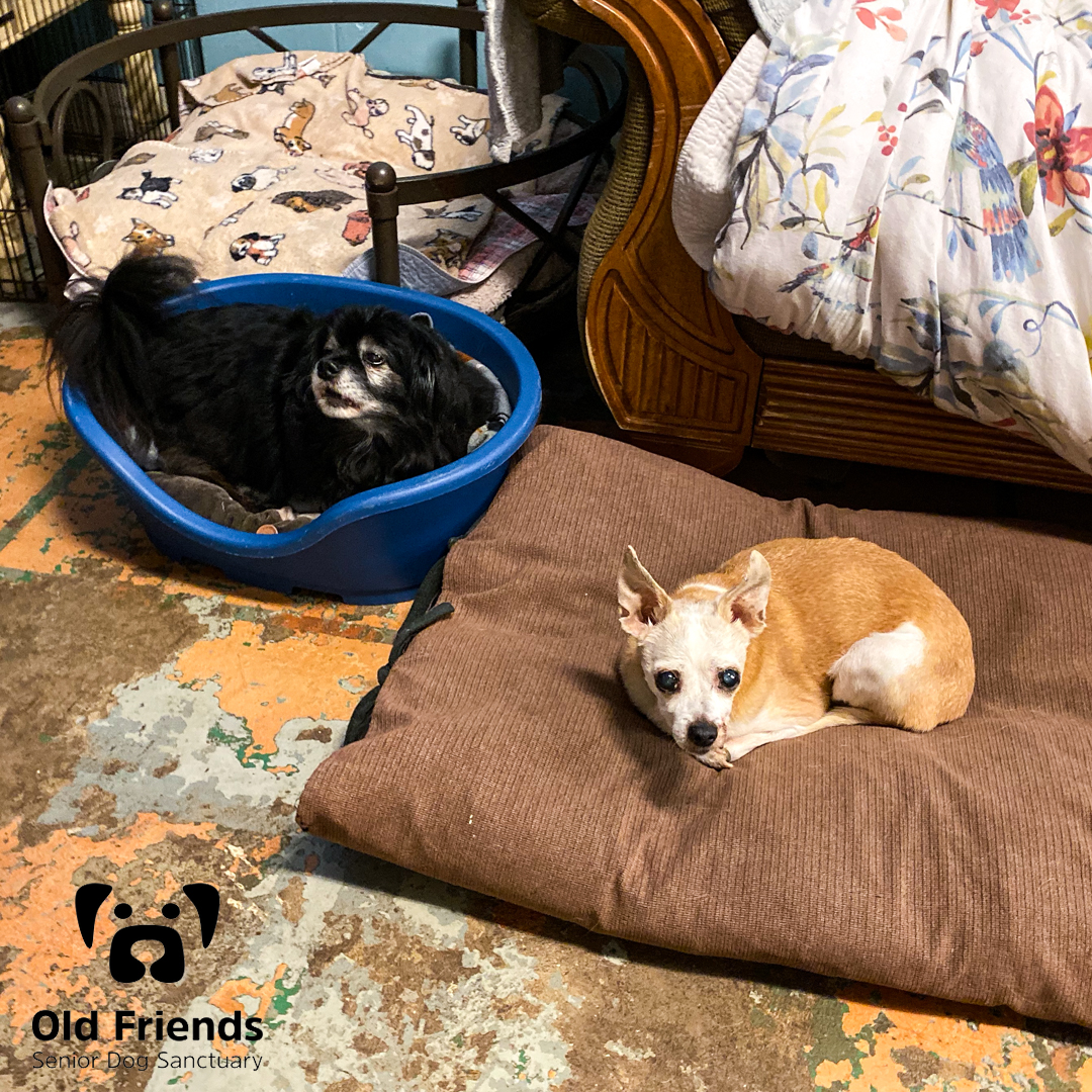 oldfriendssds's tweet photo. As Ester looks at the camera, she wonders why Apollo feels the need to talk during a photo shoot 🤷🏼♂️.
It's okay Ester, y'all are adorable! 🐶
#ofsds #seniordogs #ofsdsester #ofsdsapollo #oldfriends https://t.co/3Bw1z4gwlo