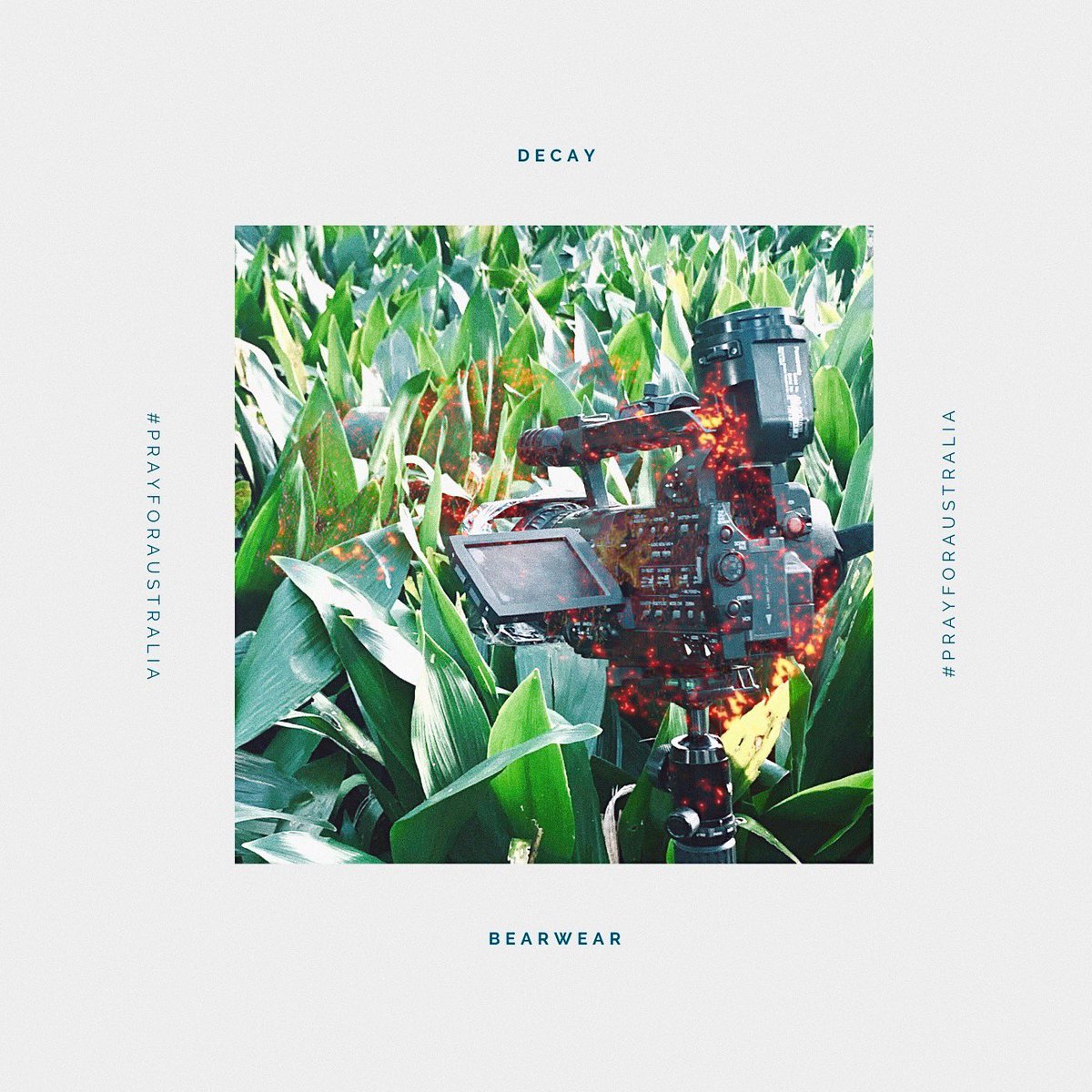 Bearwear tweet media