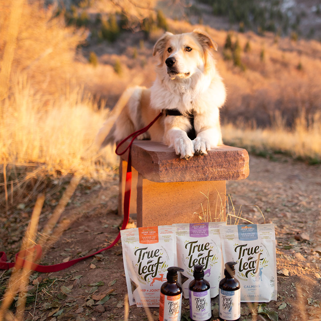trueleafpet's tweet image. Our products use NON-GMO hemp and natural preservatives. Keeping them natural for your four-legged friend.
Check out our online store trueleaf.com for the right hemp seed supplement for your pup.