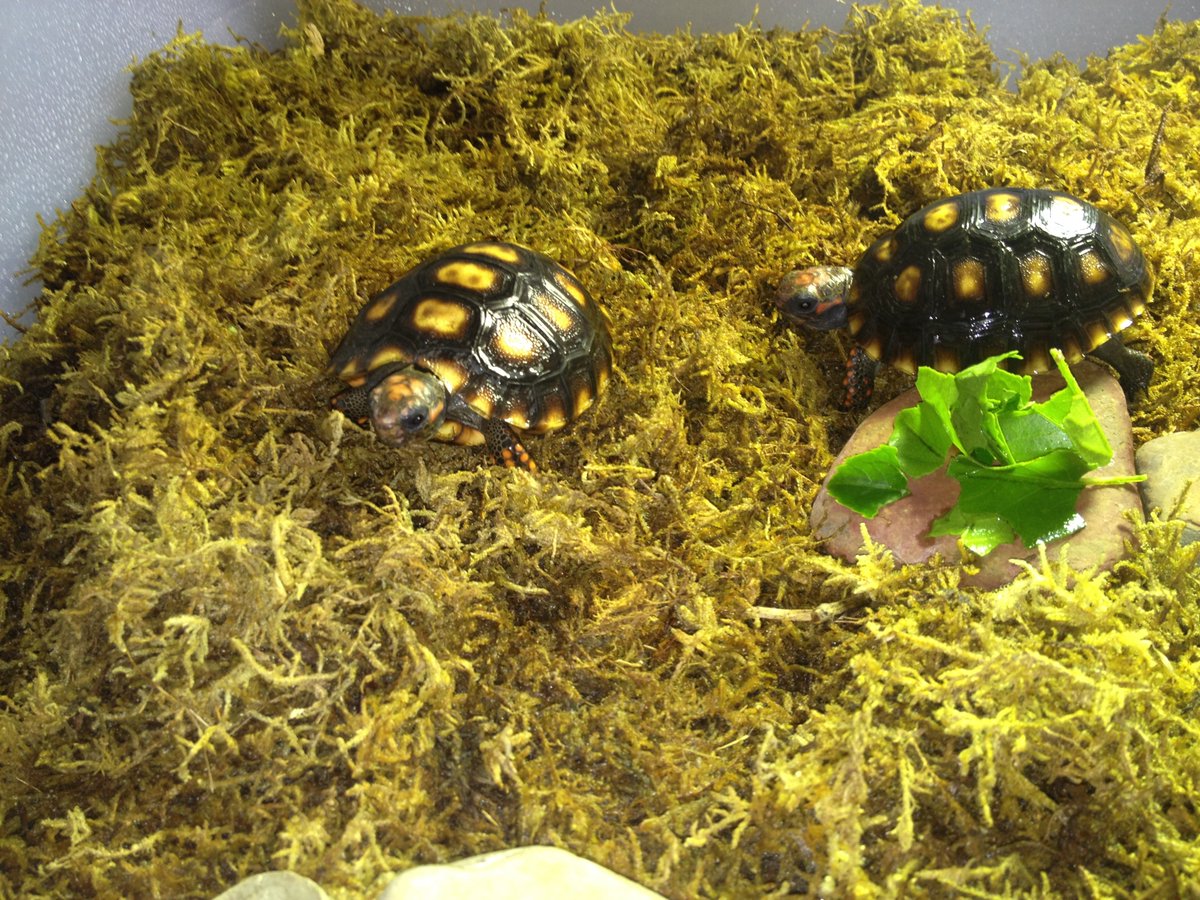 TortoiseEveryHr's tweet photo. https://t.co/A6UHrFxjI5