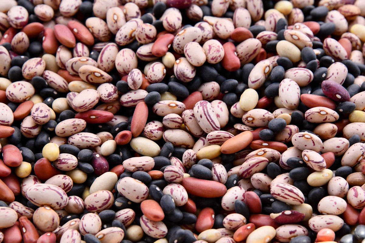 LaurenCornellRD's tweet photo. #Beans are nutrient- and #energydense foods that contain #folate. Just 1 cup of cooked pinto beans contains 74% of the %DV for folate and folic acid! These amounts may vary based on many factors, such as cooking process and leaching while canned. 📷: Shelley Pauls on Unsplash https://t.co/o1mYMdM1Ds