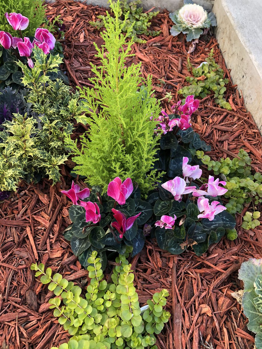 Raeda_Anderson's tweet photo. Academia in the south. Flowers are blooming year round. Outside. ❤️ 🌸 #NoSnowForMe https://t.co/J1LLWKrvU4