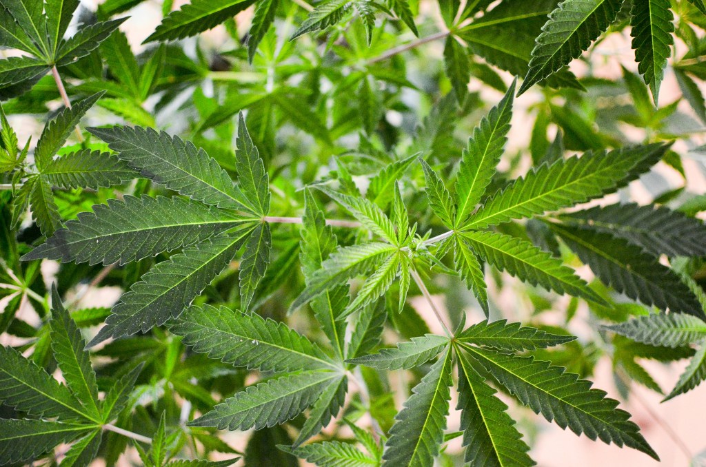 MarijuanaMoment's tweet photo. Federal Marijuana Reform Will Get Another Congressional Hearing Next Week: "It’s important to bring federal agency officials together to discuss current and future federal cannabis policies." https://t.co/0KGOt8dV9J https://t.co/9emWYoj0o3