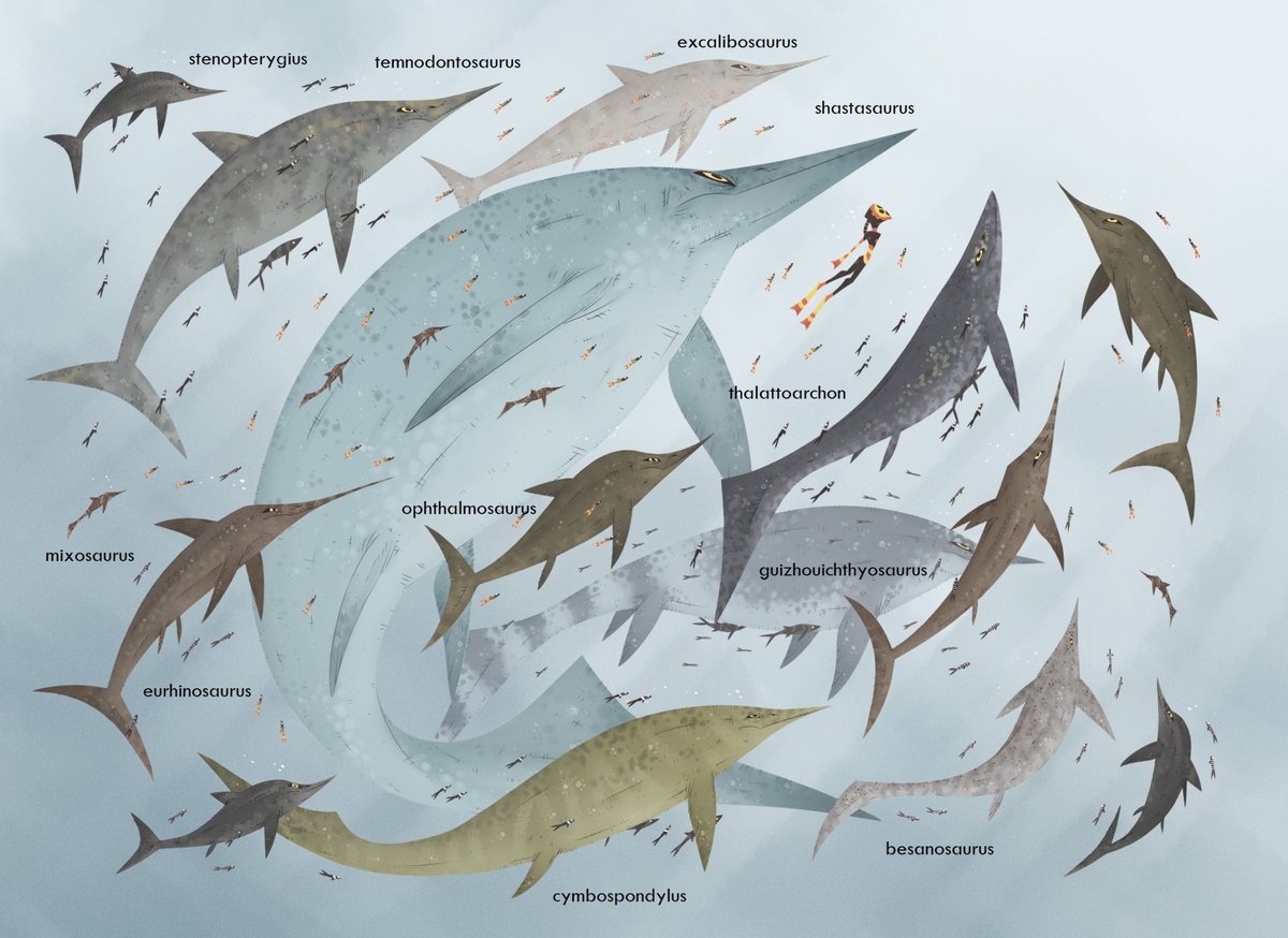 ExtAnimals's tweet photo. It’s funny that mosasaurs and pliosaurs frequently get over exaggerated in size when it was really the ichthyosaurs who were the largest of the #marine #reptiles!
Look just how impressive and varied these guys were!
📷just9art
#extinct #animals #ichthyosaur https://t.co/l8pTB4PeLN