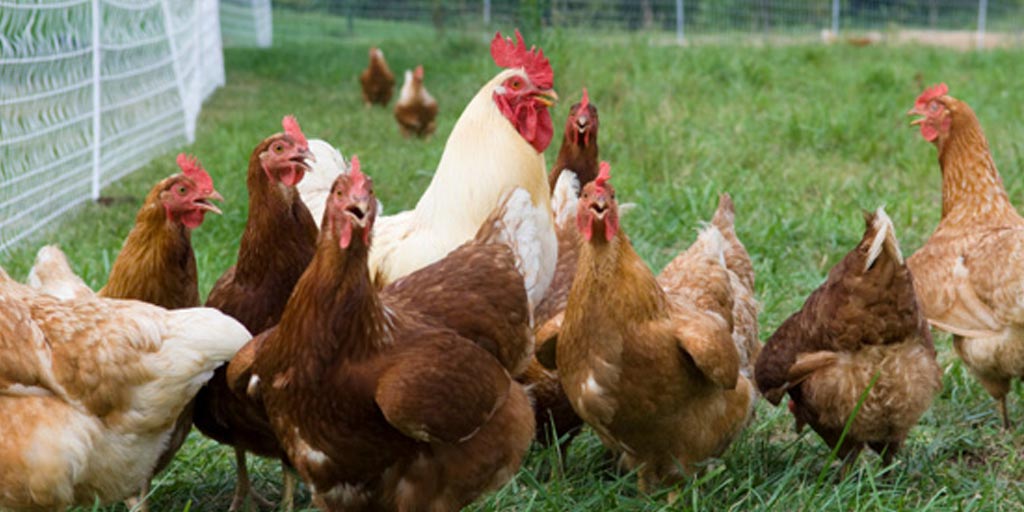 VaAgriculture's tweet photo. The Scoop from the VDACS Coop, Biosecurity Basics for #BackyardFlocks Owners Need to Observe Strict Biosecurity to Protect Birds. Learn more: https://t.co/DCz1wtasZ1 https://t.co/hnduoN0PIG