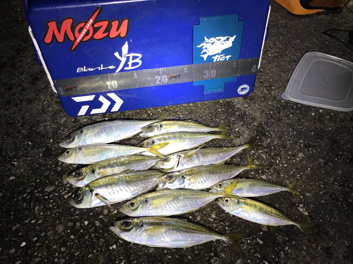 Shinyaxchon's tweet photo. 本当の年明けが!
2020年初鯵!
サイズなんて、って思ってたけど最終的には25㎝が釣れた上になんとつ抜け!いやぁ、楽しかった♪
#つり電 #f_comets #モズラー https://t.co/8rYhZz9XwC