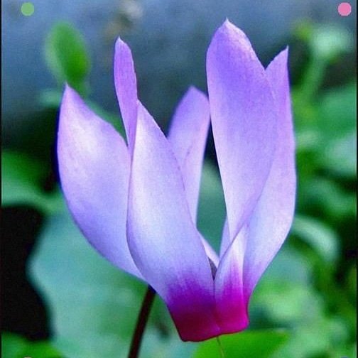 ما انتصر صلاح الدين ، إلا بصلاح الدين  
ولن يعود فينا صلاح الدين ، إلا بعد صلاح الدين