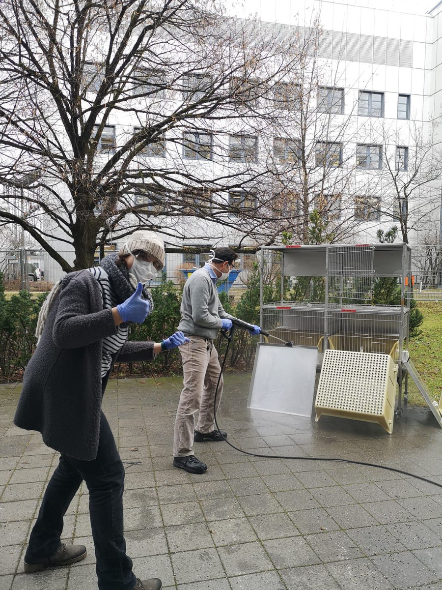 Baldauf_Lab's tweet photo. Cleaning dusty cages we got for free #achievementoftheday #labactivity #crazyscientists https://t.co/awPhfA7iYL