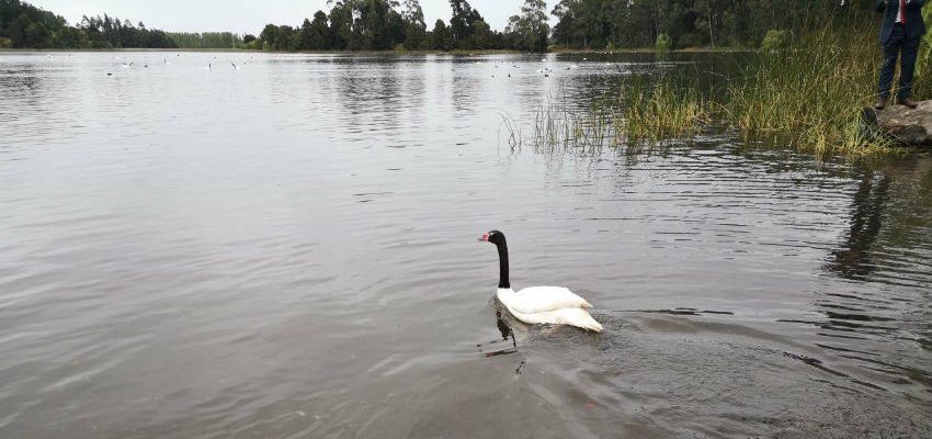 SAG liberó a cisne de cuello negro en Laguna Grande de San Pedro de la Paz. Fue rehabilitado en <a href="/USanSebastian/">Universidad San Sebastián</a> 
diarioconcepcion.cl/ciudad/2020/01…