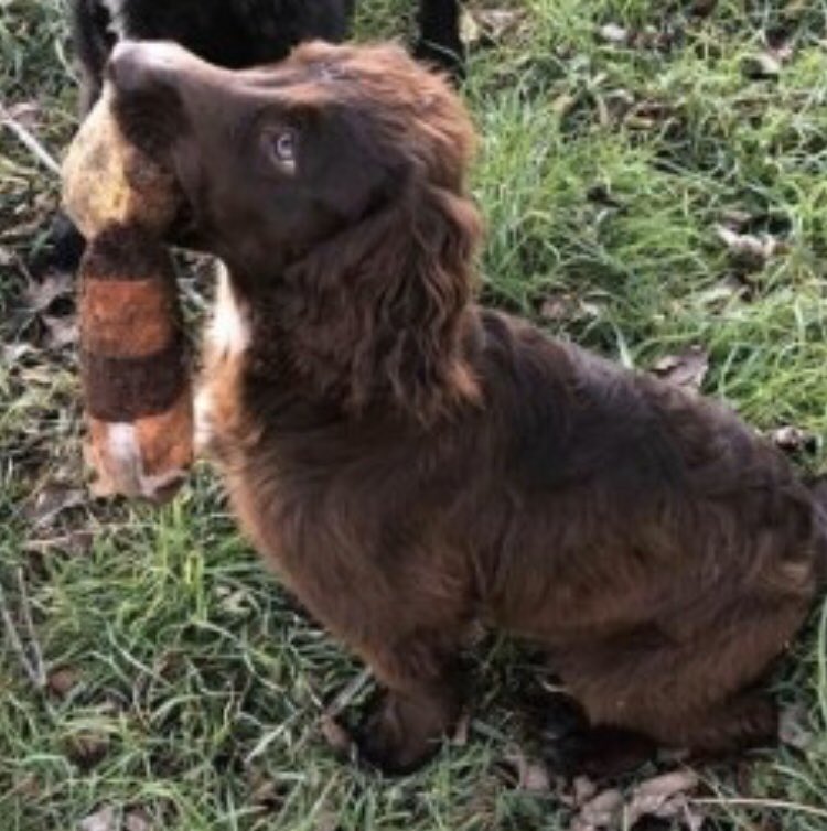 rosieDoc2's tweet photo. #SpanielHour BEANS - a #puppy was #STOLEN from his happy life 23/2/19 Male #cockerspaniel chocolate with WHITE around nose & on chest VERY DISTINCTIVE FACE
#LeyHill #Chesham #HP5 missing from home #findBeans
https://t.co/0FJIncd3Ji
https://t.co/PSoAeZAgFV
‼️pls #NeverForget https://t.co/8BBt1m4oLd