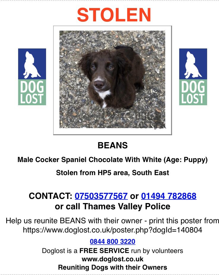 rosieDoc2's tweet photo. #SpanielHour BEANS - a #puppy was #STOLEN from his happy life 23/2/19 Male #cockerspaniel chocolate with WHITE around nose & on chest VERY DISTINCTIVE FACE
#LeyHill #Chesham #HP5 missing from home #findBeans
https://t.co/0FJIncd3Ji
https://t.co/PSoAeZAgFV
‼️pls #NeverForget https://t.co/8BBt1m4oLd