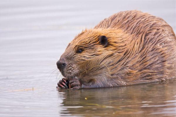 FishWildlifeON's tweet photo. Beavers have an arsenal of tools to stay warm and dry in the winter. Along with a dual-layer waterproof coat, beaver’s also use their tail to regulate heat and store fat for harsher weather.

#WildlifeWednesday #WildlifeFacts #Wildlife #WildlifeAddicts #WildlifePhotography https://t.co/3wxdxw2i6V