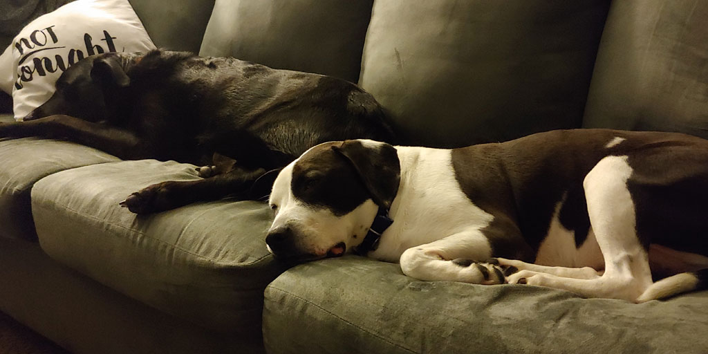 #kbtribechat Were we really going to go the whole chat without showing a picture of our pets?! I’ll share! Here’s a rare photo of my furry boys, Ace and Georgie, curled up with each other.