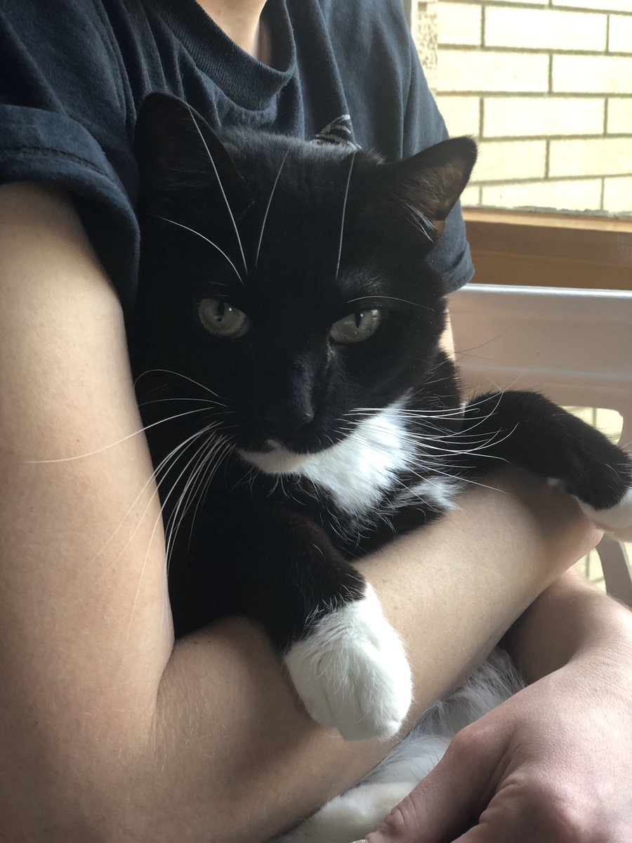 ZeekTheCat's tweet image. Hey there