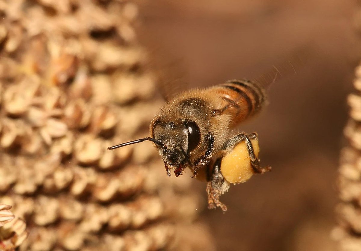 role_bee's tweet image. Here is a dope shot of a bee bringing pollen to the hive.

You can help save this female bee (yes, worker bees are female) by simply retweeting this post.

You can also learn more at beerole.com 

#Bees #pollen #honey #beekeeper #honeymaker #beehive