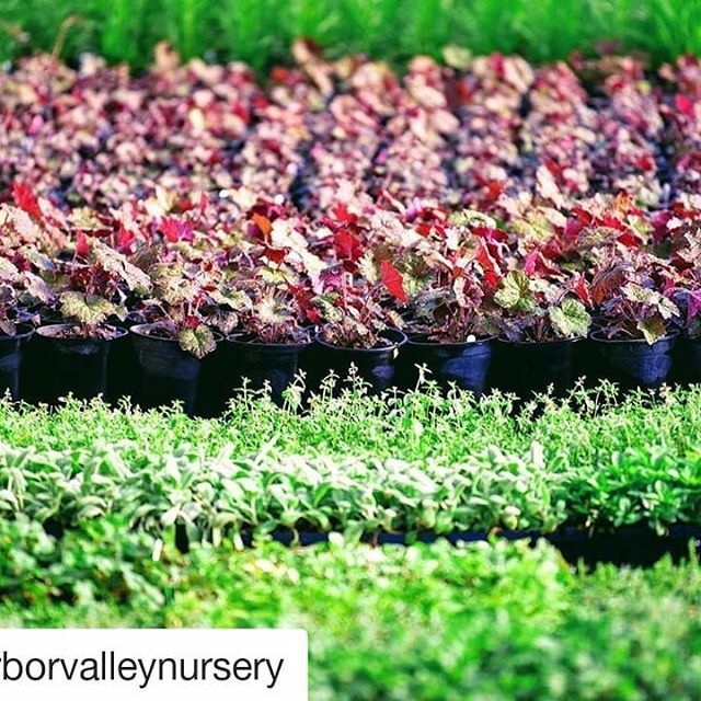 LandscapeInCO's tweet image. What they said.

@progreenexpo is not to be missed. Register by Jan 10 for the best savings.  Link in bio.

#Repost @arborvalleynursery (@get_repost)
・・・
From amazing workshops and classes, to unique networking and sponsorship opportunities, #ProGree… ift.tt/2tF339u