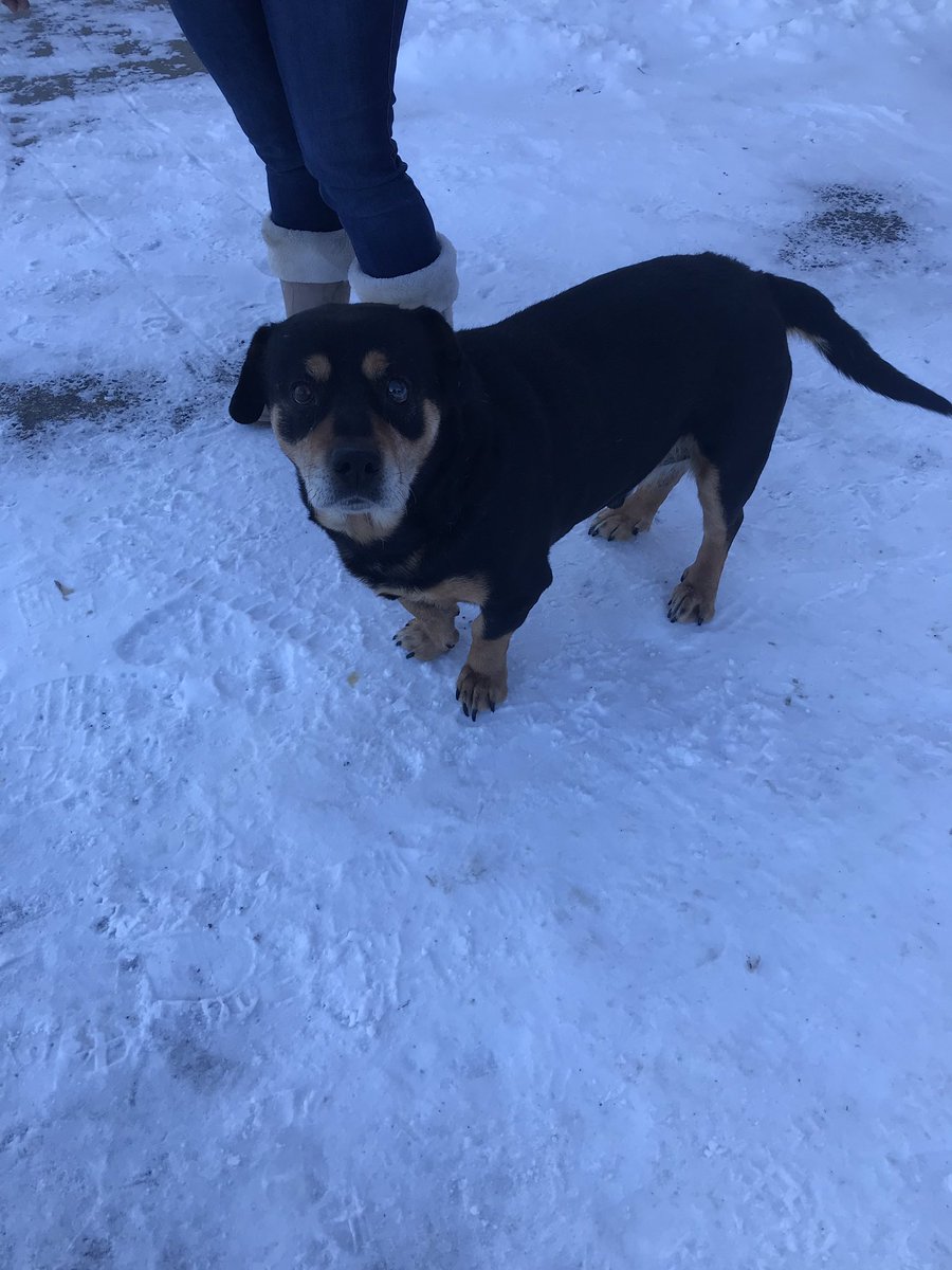CFN_Magoo's tweet photo. Mitaanjigamiing rottie - this fine specimen is named Fyfe @DeadDogLake #rezlife #rezdog #bandofficeguard https://t.co/LW1vx0AMyU
