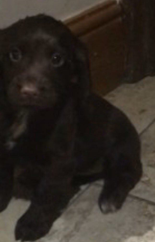 rosiedoc666's tweet photo. #SpanielHour
NEL female chocolate #CockerSpaniel PUPPY a bit of white on chest & back feet
CHIPPED 6/1/20
#Cyffylliog #WALES #LL15
https://t.co/yuybIYBIe5 https://t.co/CHIxosz0i3