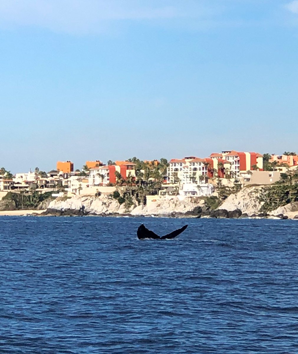 Burkeeboy's tweet image. Had a few unexpected visitors on our snorkelling trip.  #Cabo #CaboAdventures #HumpbackWhales