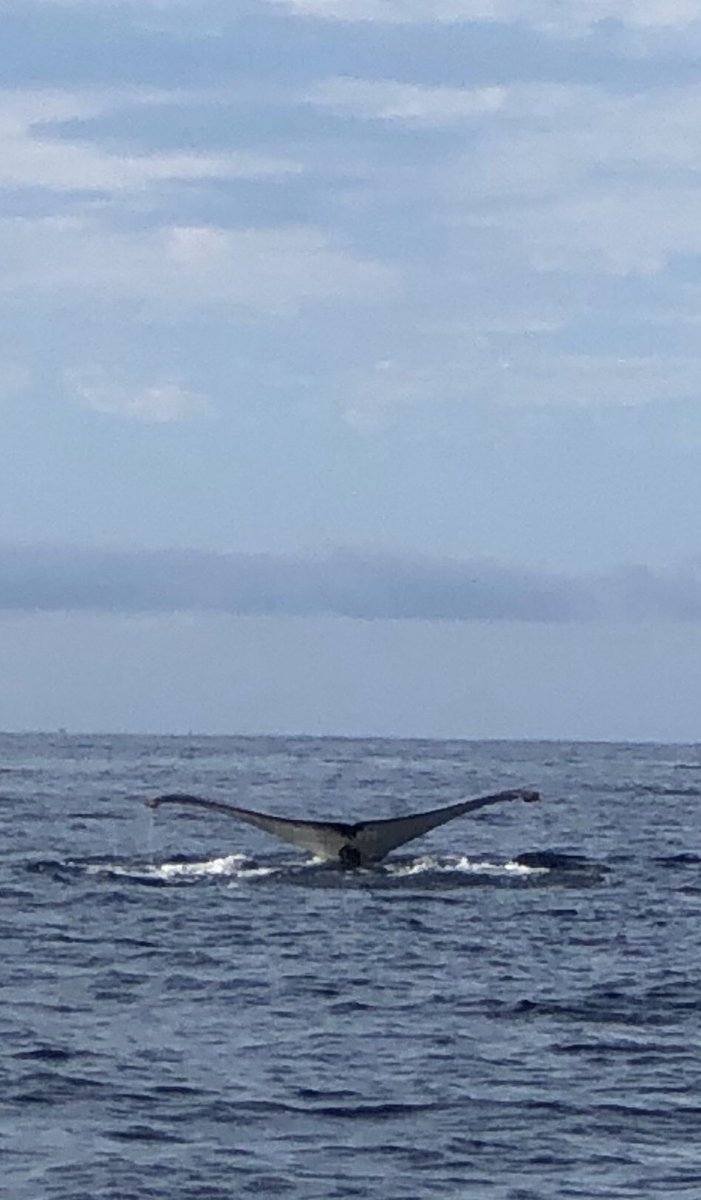 Burkeeboy's tweet image. Had a few unexpected visitors on our snorkelling trip.  #Cabo #CaboAdventures #HumpbackWhales