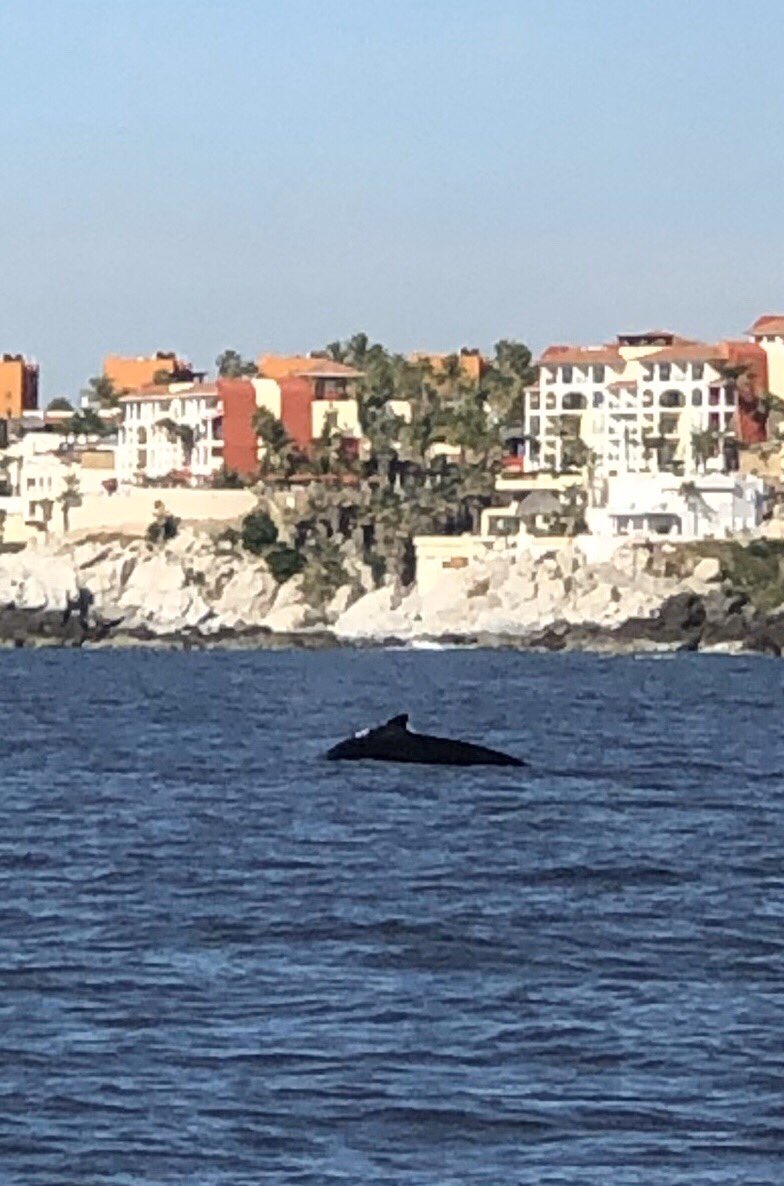 Burkeeboy's tweet image. Had a few unexpected visitors on our snorkelling trip.  #Cabo #CaboAdventures #HumpbackWhales