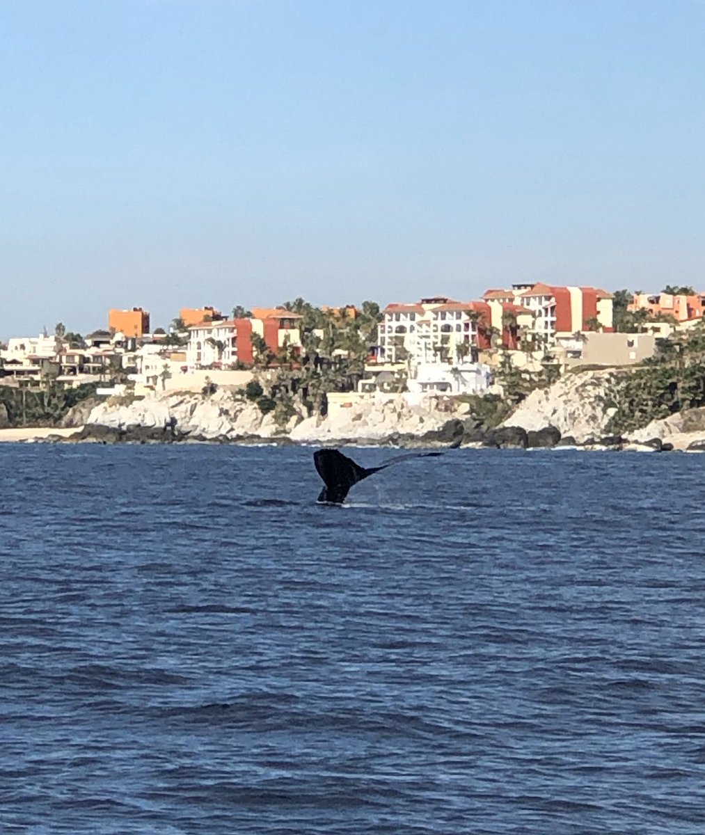 Burkeeboy's tweet image. Had a few unexpected visitors on our snorkelling trip.  #Cabo #CaboAdventures #HumpbackWhales