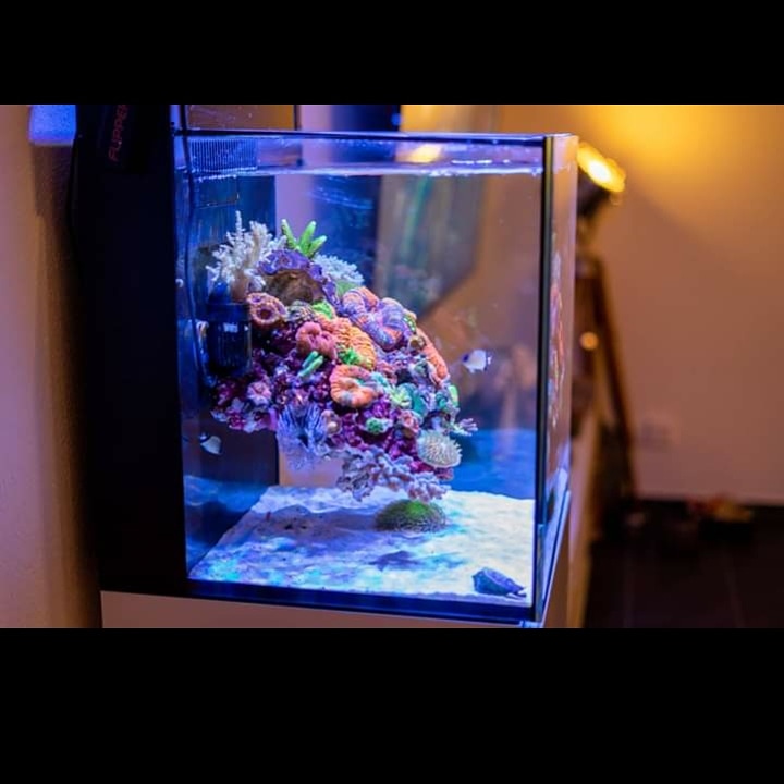 meditatie Bully hoe te gebruiken Amazon Aquatics on Twitter: "A #super #nanoreef #setup for tonight's  #aquarium/#pond of the day #aquascaping #aquariums #freshwateraquarium  #plantedaquarium #aquariumoftheday #plantedtank #fishtank #tropicalfish  #aquatics #aquariumgoals #aquascaper ...