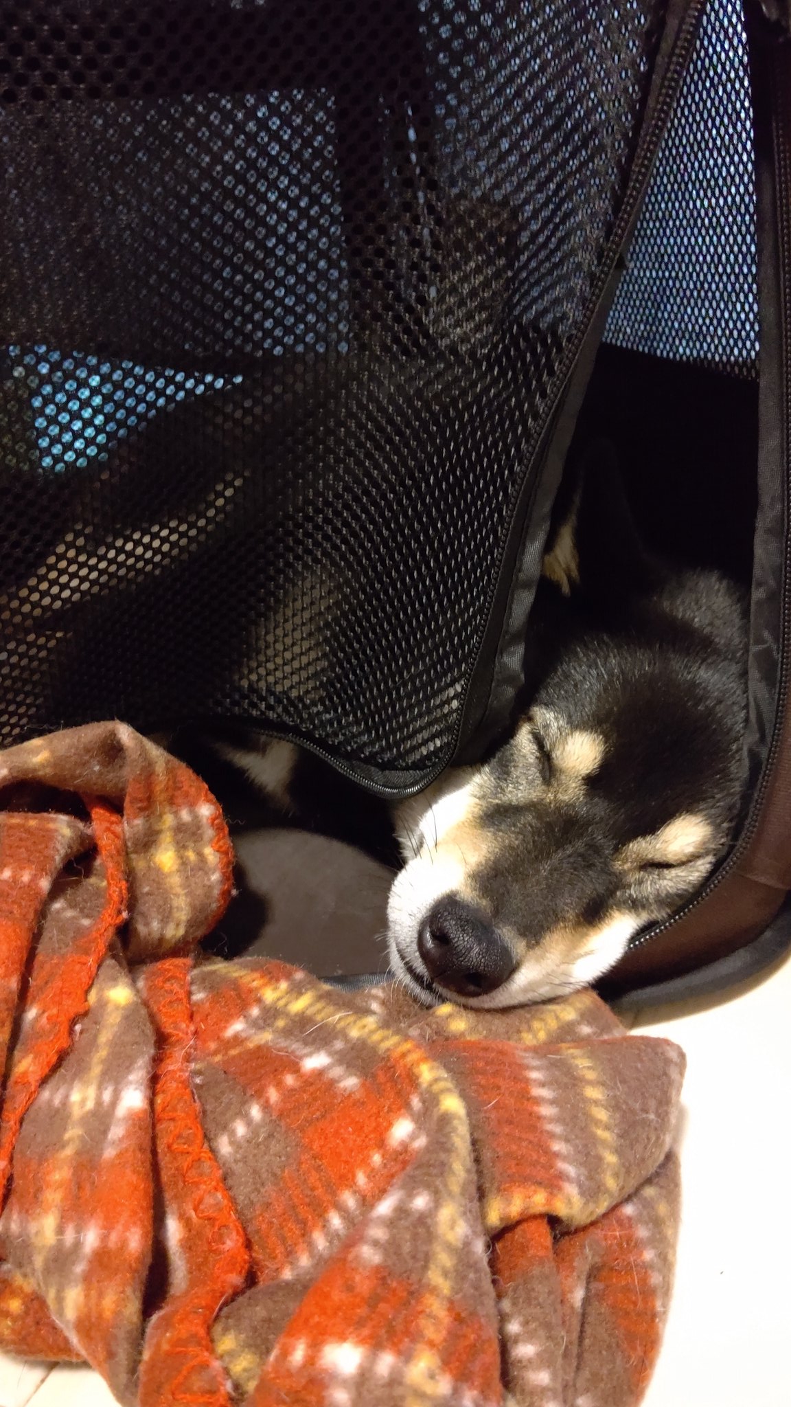しろランはるマル ねむねむもも 犬好きさんと繋がりたい 犬好き 犬のいる暮らし 犬 日本犬 日本の犬 柴犬 黒柴 黒柴犬 黒柴もも