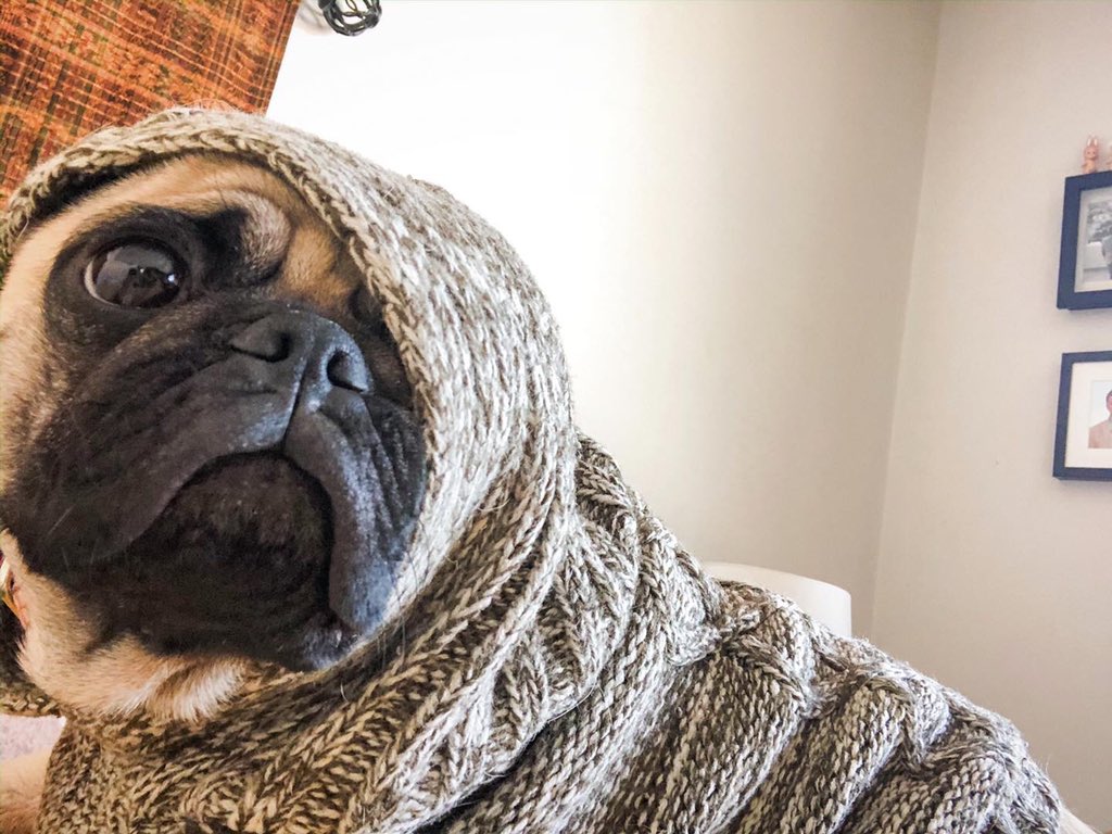mateospug's tweet photo. C O L D βοΈ
#MateoThePug #32monthsold #fawnpug #pug #pugs #pugspot #pugsworld #carlino #puglife #puglove #cutepug #pugmania #puglover #pugsofmexico #pugsguanajuato #obssesedwithpugs #pugsproud #speakpug #worldofpugs #pugbasement #completelypug https://t.co/IZVkMQaOp1