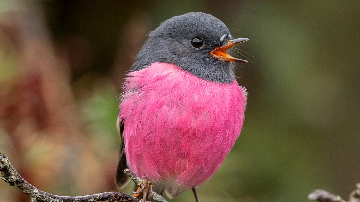 ProBirdRights's tweet image. WHO PUT A RED SOCK IN THE WASHINGMACHINE HOW I'M GONNA GO TO WORK LIKE THIS