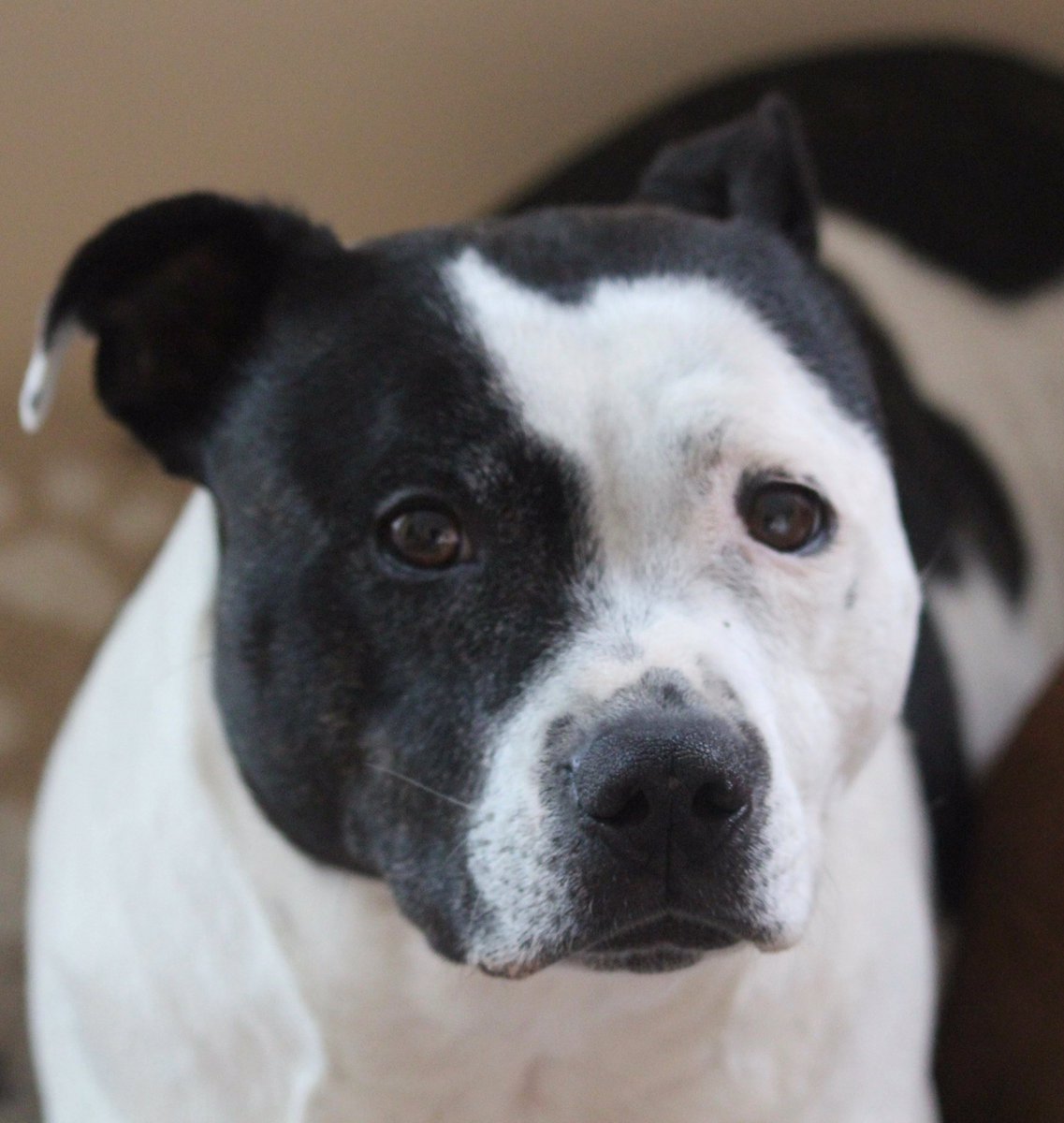 Staffies02's tweet photo. @revkatebottley Here’s Cassie https://t.co/RPoZzeO2X4