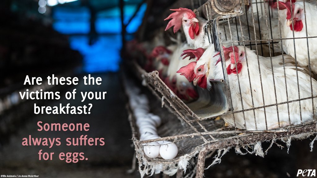 Chickens used for their eggs are cramped so close together that they often defecate on one another. 

Many die in these horrible conditions. peta.vg/2osb